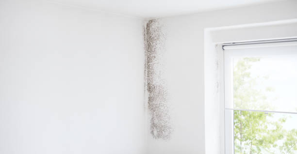 Forensic Mold Investigation in Bethel Park, PA