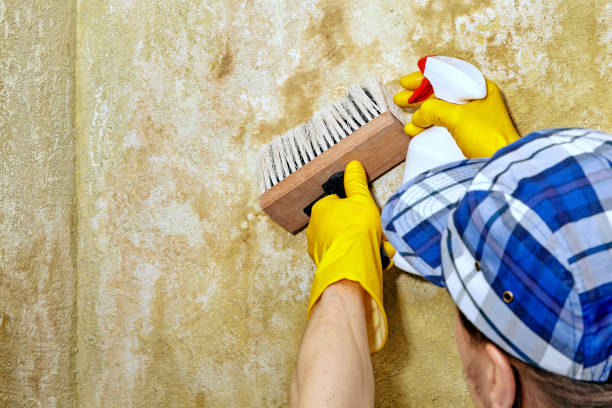 Best Mold Removal for HVAC Installations  in Bethel Rk, PA