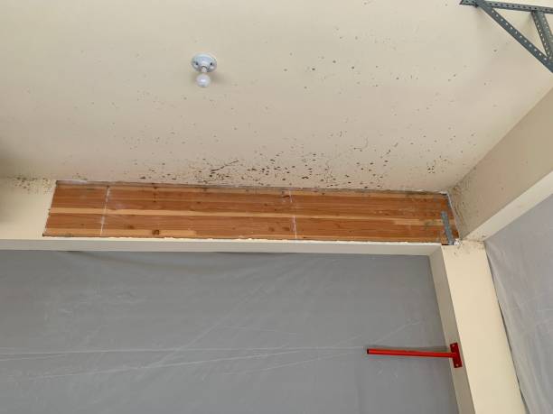 Dehumidification Services in Bethel Park, PA