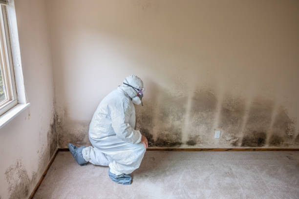 Mold Odor Removal Services in Bethel Park, PA