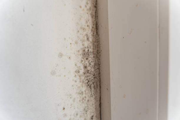 Best Real Estate Mold Inspection  in Bethel Rk, PA